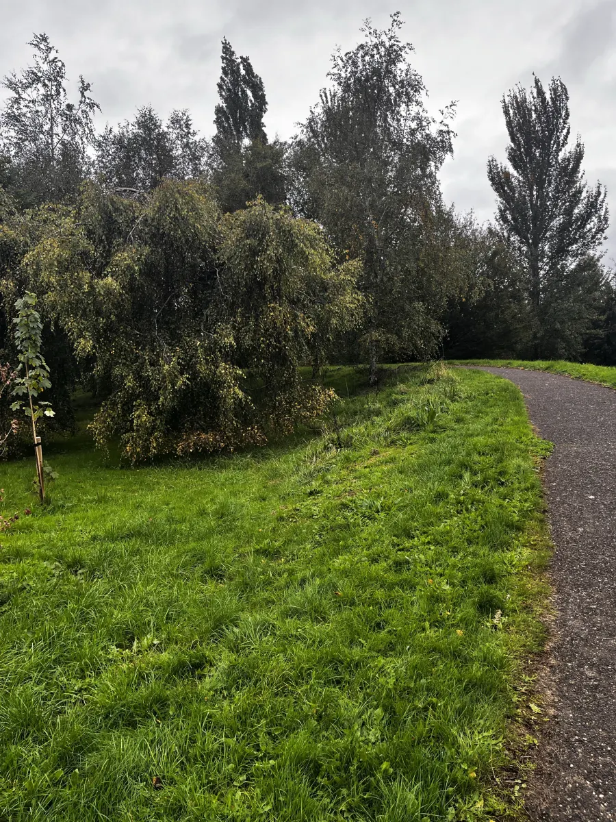 A tree-lined footpath through Mulcahy Park in Clonmel